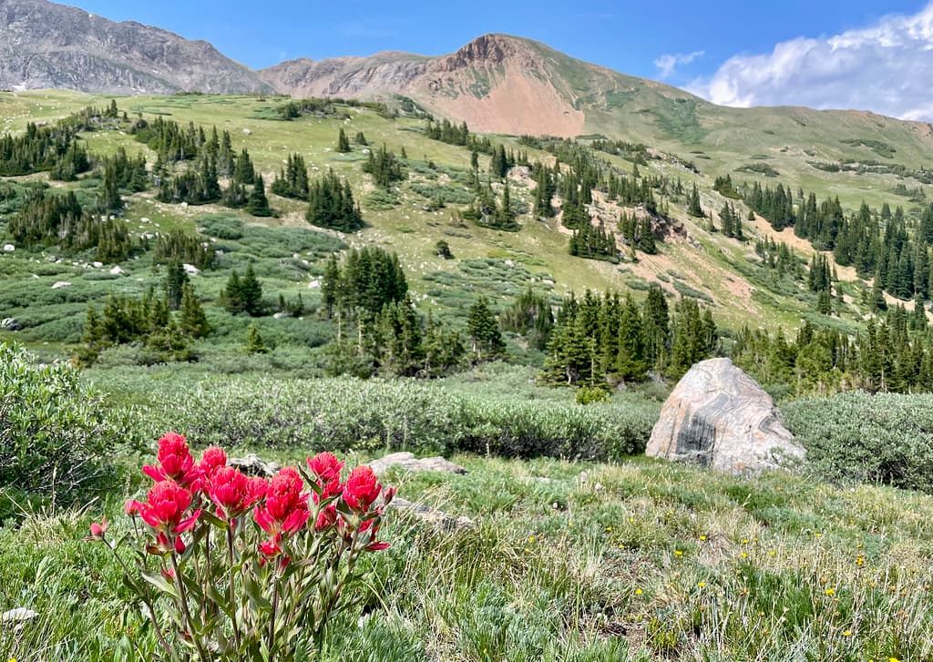 Bushwhacking through the a wildflower-filled field to return to the main Herman Gulch trail.